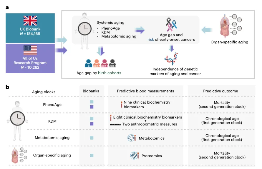 Study design diagram. Systemic aging (PhenoAge, KDM, metabolomic) and organ-specific aging are measured in UK Biobank (N=154,169) and All of Us (N=10,262), then linked to age gap by birth cohort and risk of early-onset cancers. A summary table lists each aging clock, its biobank, predictive blood measurements, and predictive outcome.