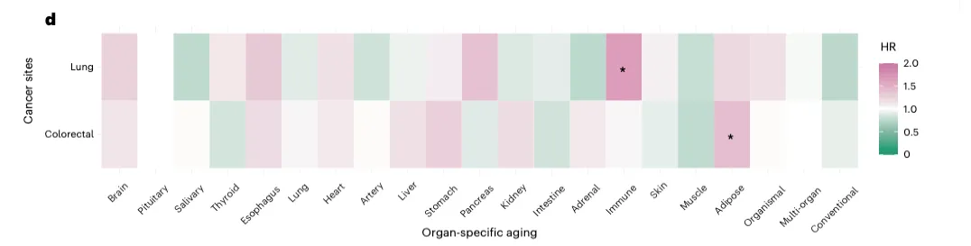 Heatmap of hazard ratios linking organ-specific aging (brain, immune, adipose, and other systems) to lung and colorectal cancer. The immune-aging cell for lung cancer and the adipose-aging cell for colorectal cancer are the standout high-risk squares, each marked with a star for statistical significance.