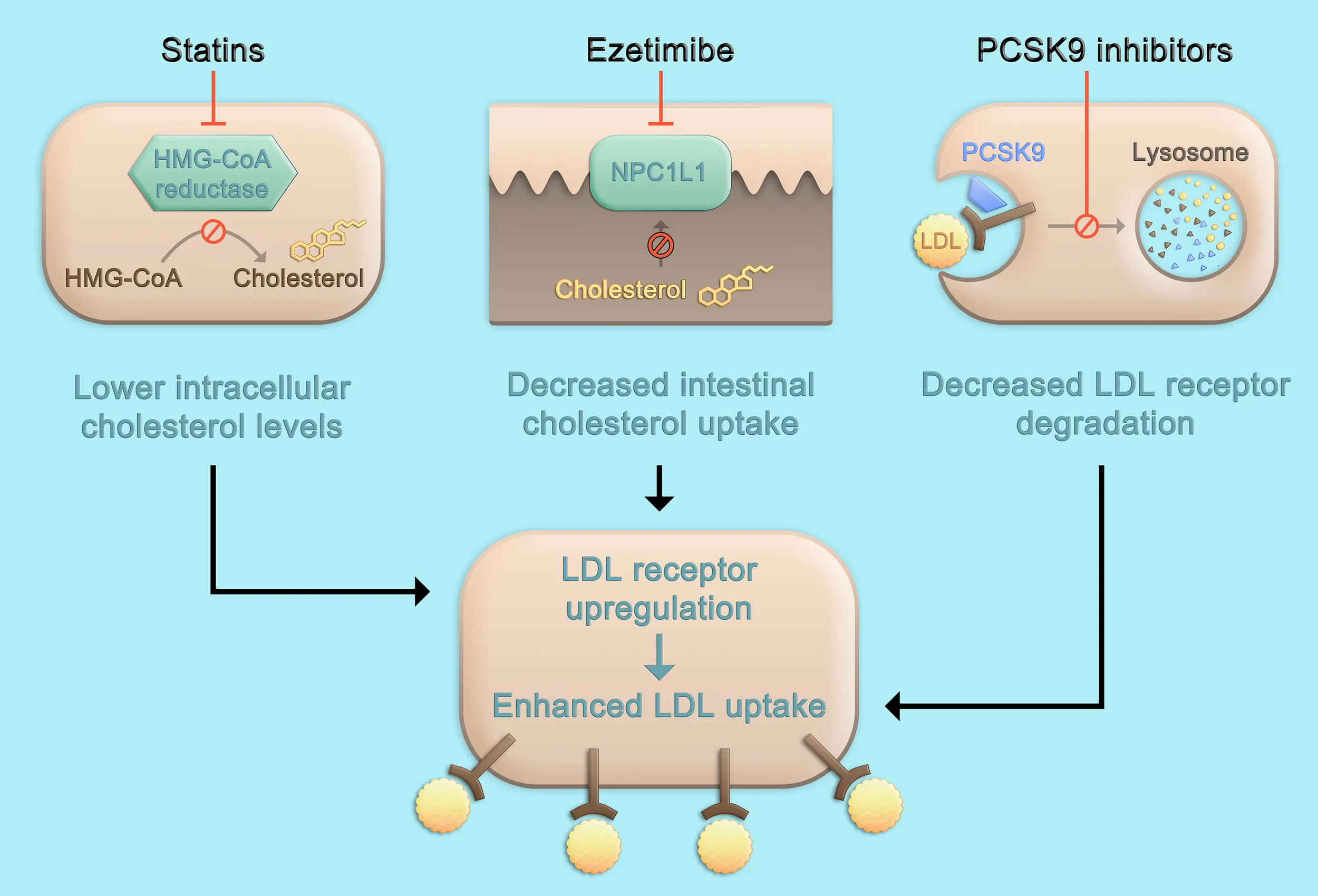 Cholesterol lowering medications