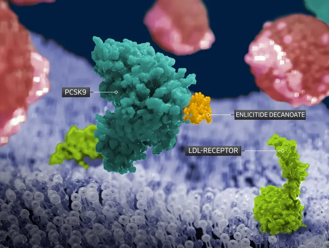 Merck illustration showing enlicitide in yellow bound to PCSK9 in teal, with LDL receptors in green at the cell surface.
