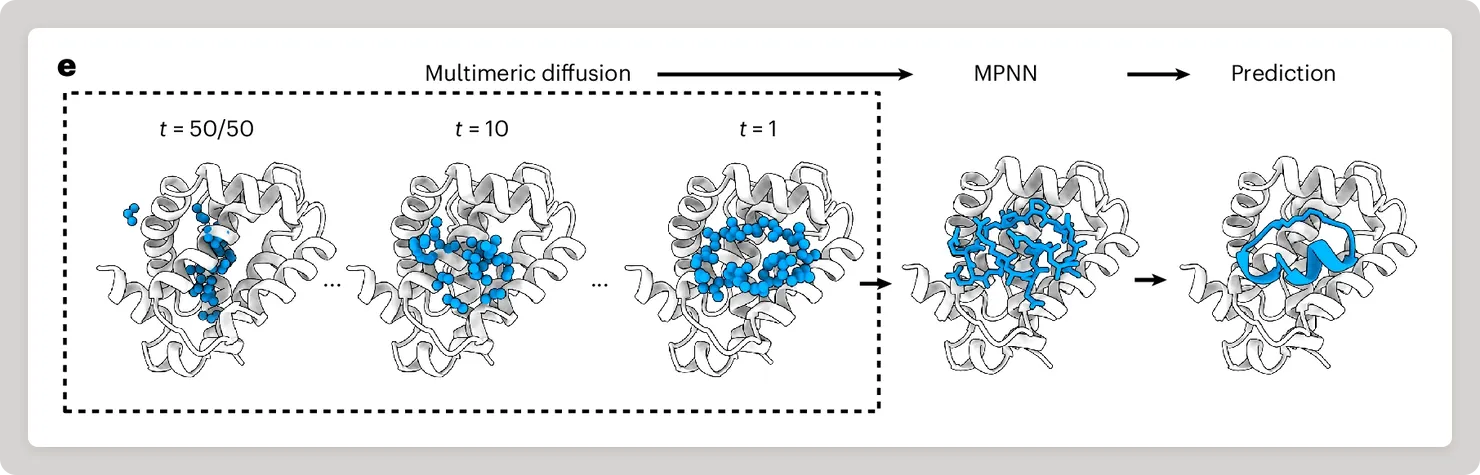 RFpeptides denoises a ring of random atoms into a macrocycle shaped to fit the target protein