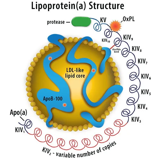lipoprotein-a.jpg