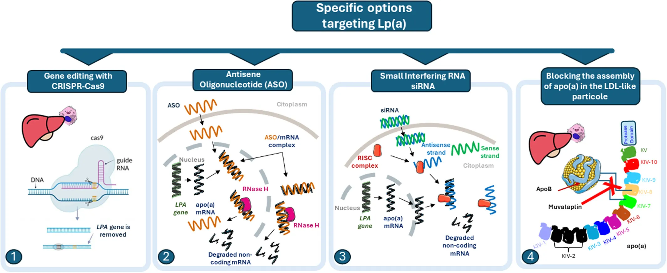 Lp(a) lowering approaches