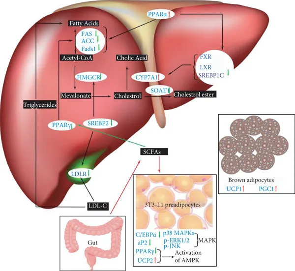 Molecular mechanism behind fiber and cholesterol
