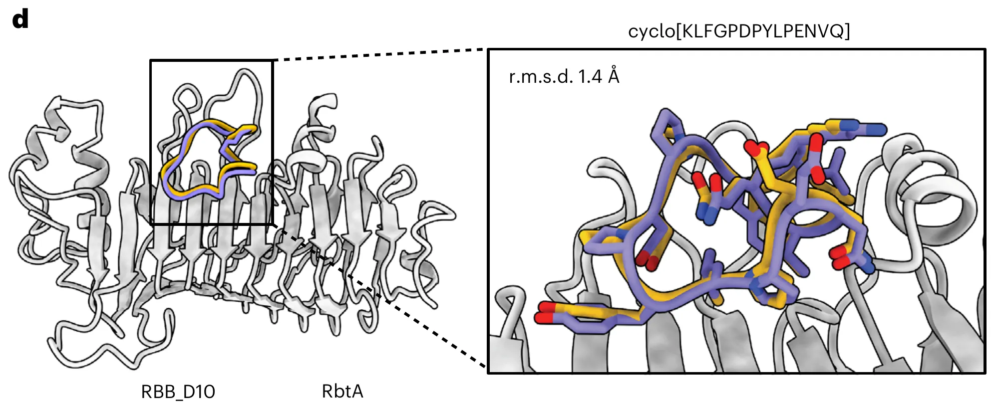 RFpeptides-designed macrocycle RBB_D10 in purple overlaid with its experimentally measured X-ray structure in gold on the RbtA target protein, with a close-up of the binding site.