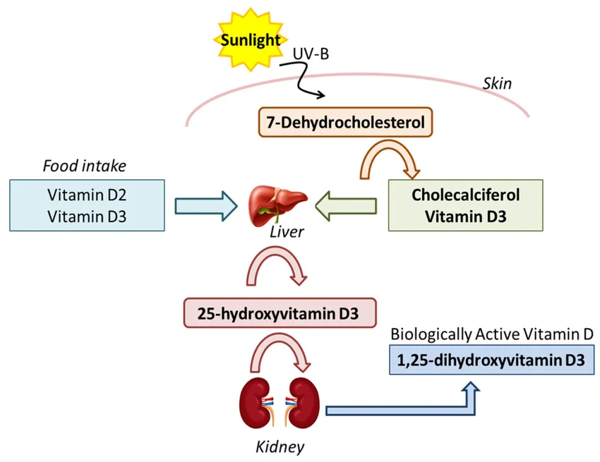 Vitamin D acts more like a hormone than a vitamin
