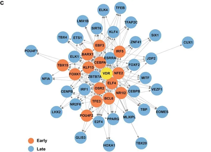 Vitamin D regulates >5% of the human genome
